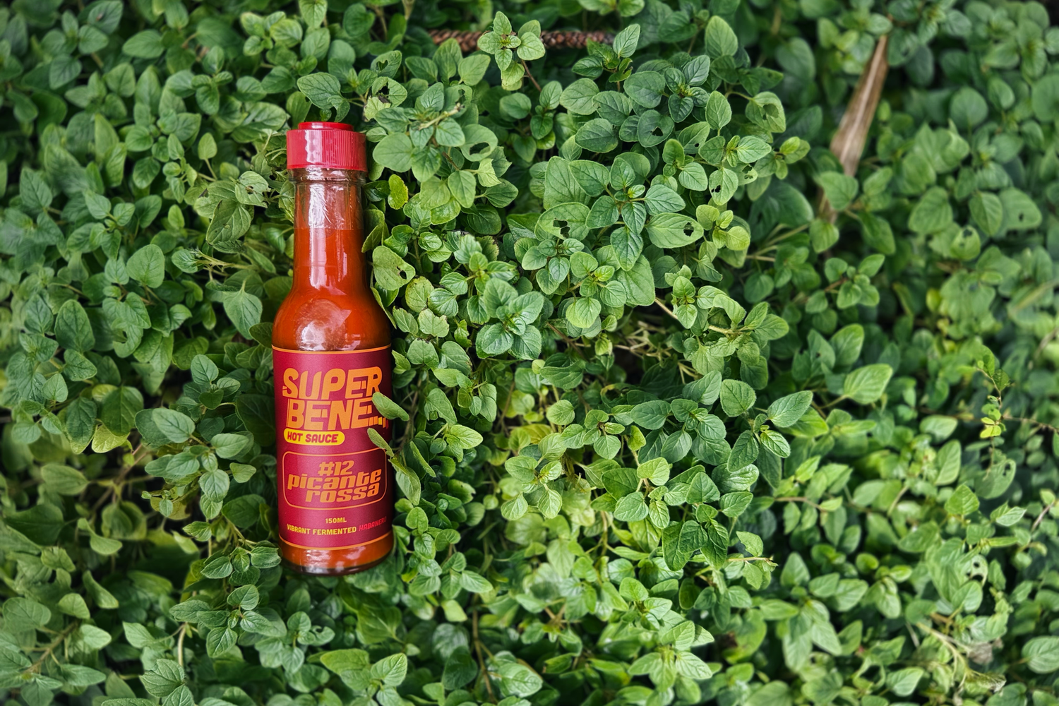 Hot sauce bottle labelled Super bene picante rosssa on a green leafy oregano background 